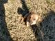 Chiweenie Puppies for sale in Lithonia, GA 30058, USA. price: $150