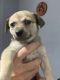 Chiweenie Puppies for sale in Piqua, OH 45356, USA. price: NA