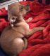 Chiweenie Puppies for sale in Phoenix, AZ, USA. price: NA