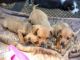 Chiweenie Puppies for sale in Atlanta, GA, USA. price: $600