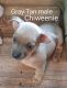 Chiweenie Puppies for sale in Pacolet, SC 29372, USA. price: $350