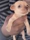 Chiweenie Puppies for sale in Wahiawa, HI 96786, USA. price: NA