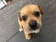 Chiweenie Puppies for sale in Waipahu, HI 96797, USA. price: NA