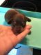 Chiweenie Puppies for sale in Manning, SC 29102, USA. price: $500