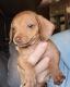 Chiweenie Puppies for sale in Salem, MA, USA. price: NA