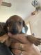 Chiweenie Puppies for sale in Kirtland, NM, USA. price: $20,000