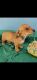 Chiweenie Puppies for sale in DeLand, FL, USA. price: NA