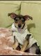 Chiweenie Puppies for sale in Alafaya, FL 32828, USA. price: $500