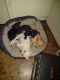 Chiweenie Puppies for sale in Lakeland, FL 33801, USA. price: $600