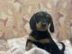 Chiweenie Puppies for sale in NW 15th St, Pembroke Pines, FL 33024, USA. price: $800