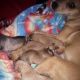 Chiweenie Puppies for sale in Lake Station, IN, USA. price: NA