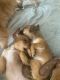 Chiweenie Puppies for sale in Chicopee, MA, USA. price: NA