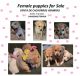 Chiweenie Puppies for sale in Las Vegas, NV 89121, USA. price: NA