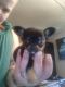 Chiweenie Puppies for sale in Arlington, WA 98223, USA. price: NA