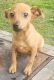 Chiweenie Puppies for sale in Winston-Salem, NC, USA. price: NA