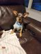 Chiweenie Puppies for sale in Lakeland, FL 33810, USA. price: NA