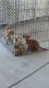 Chiweenie Puppies for sale in Lake Placid, FL 33852, USA. price: NA