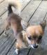 Chiweenie Puppies for sale in Americus, GA, USA. price: $150