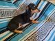 Chiweenie Puppies for sale in Canton, GA, USA. price: $500