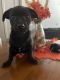 Chiweenie Puppies for sale in 2571 Banks Vw Cir, Apopka, FL 32703, USA. price: $300