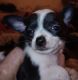 Chiweenie Puppies for sale in Anderson, SC, USA. price: $500