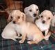 Chiweenie Puppies for sale in Anderson, SC, USA. price: NA