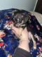 Chiweenie Puppies for sale in Salem, Oregon. price: $300