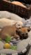 Chiweenie Puppies for sale in Laguna Niguel, California. price: $200