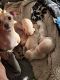 Chiweenie Puppies for sale in Seattle, Washington. price: $500