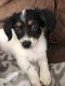 Chiweenie Puppies for sale in West Warwick, RI 02893, USA. price: NA