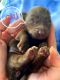 Chiweenie Puppies for sale in Midland, OH, USA. price: NA