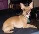 Chiweenie Puppies for sale in Findlay, OH 45840, USA. price: NA