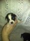 Chiweenie Puppies for sale in Menifee County, KY, USA. price: $60