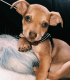 Chiweenie Puppies for sale in Ridgefield, CT 06877, USA. price: NA