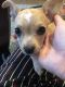 Chiweenie Puppies for sale in Atlanta, GA, USA. price: $500