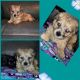 Chorkie Puppies for sale in Tarpon Springs, FL, USA. price: NA