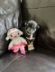 Chorkie Puppies for sale in Davie, FL, USA. price: NA