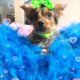 Chorkie Puppies for sale in Jacksonville, FL, USA. price: NA