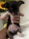 Chorkie Puppies for sale in Tampa, FL, USA. price: NA