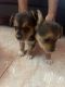 Chorkie Puppies for sale in 1541 NW 182nd St, Miami, FL 33169, USA. price: NA