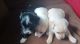 Chorkie Puppies for sale in Lakeland, FL 33809, USA. price: NA