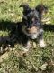 Chorkie Puppies for sale in Boca Raton, FL, USA. price: NA