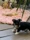 Chorkie Puppies for sale in Bronson, FL 32621, USA. price: NA