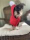 Chorkie Puppies for sale in Boca Raton, FL, USA. price: $900