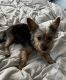 Chorkie Puppies for sale in Rockledge, FL, USA. price: $475