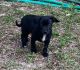 Chorkie Puppies for sale in FL-326, Ocala, FL, USA. price: $300