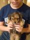 Chorkie Puppies for sale in 604 N Sowell St, Searcy, AR 72143, USA. price: $40,000