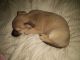 Chorkie Puppies for sale in Eureka, KS 67045, USA. price: $100