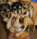 Chorkie Puppies for sale in Buckeye, AZ, USA. price: NA