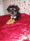 Chorkie Puppies for sale in Tarpon Springs, FL, USA. price: $600